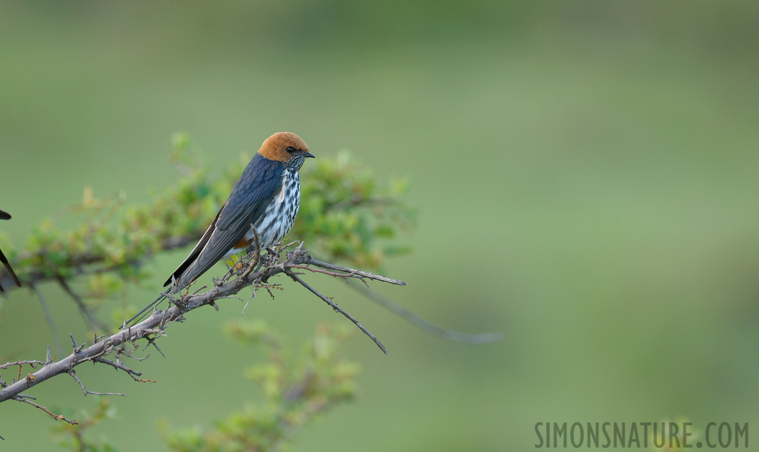 Cecropis abyssinica unitatis [400 mm, 1/200 sec at f / 5.6, ISO 800]